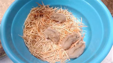 hamster pinay